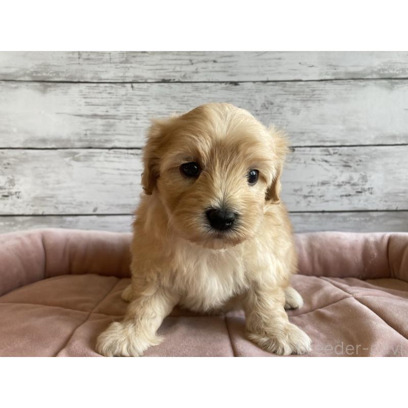 販売中の北海道のマルプー:マルチーズ×トイプードル-429595の2枚目