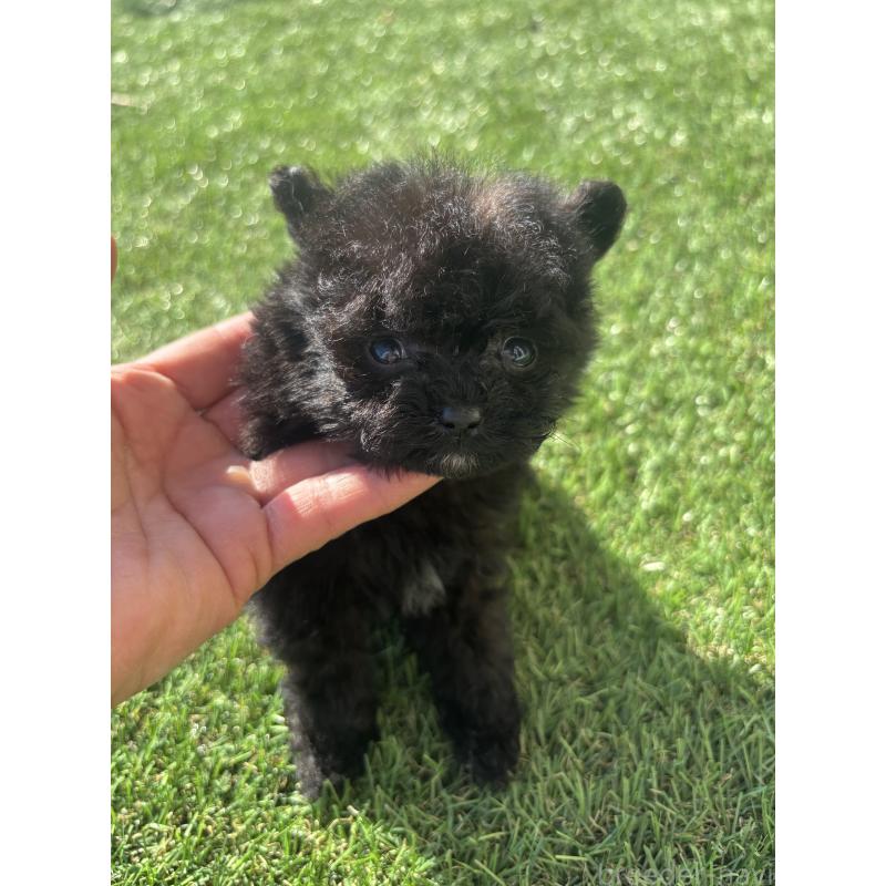 販売中の熊本県のポメプー:ポメラニアン×トイプードル-429598の3枚目