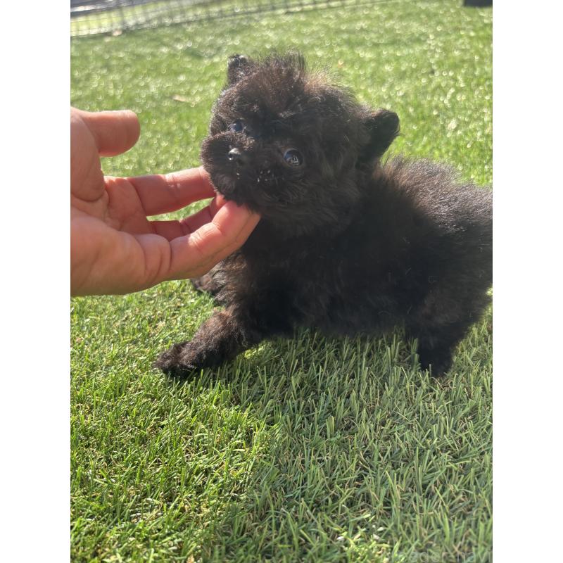 販売中の熊本県のポメプー:ポメラニアン×トイプードル-429598の2枚目