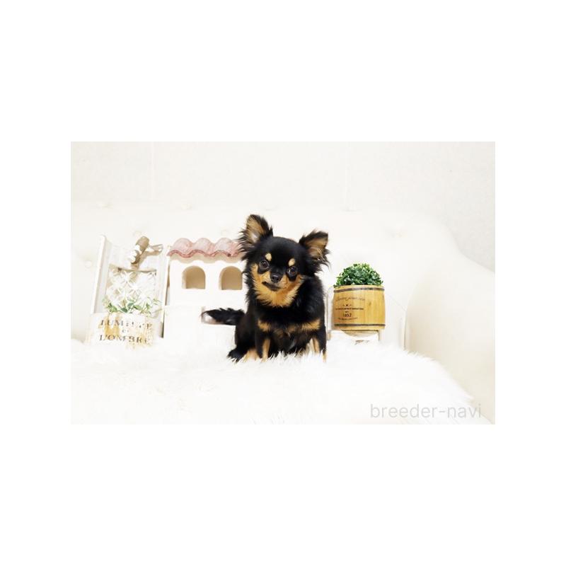 販売中の佐賀県のチワワ(ロングコート)-392334の5枚目