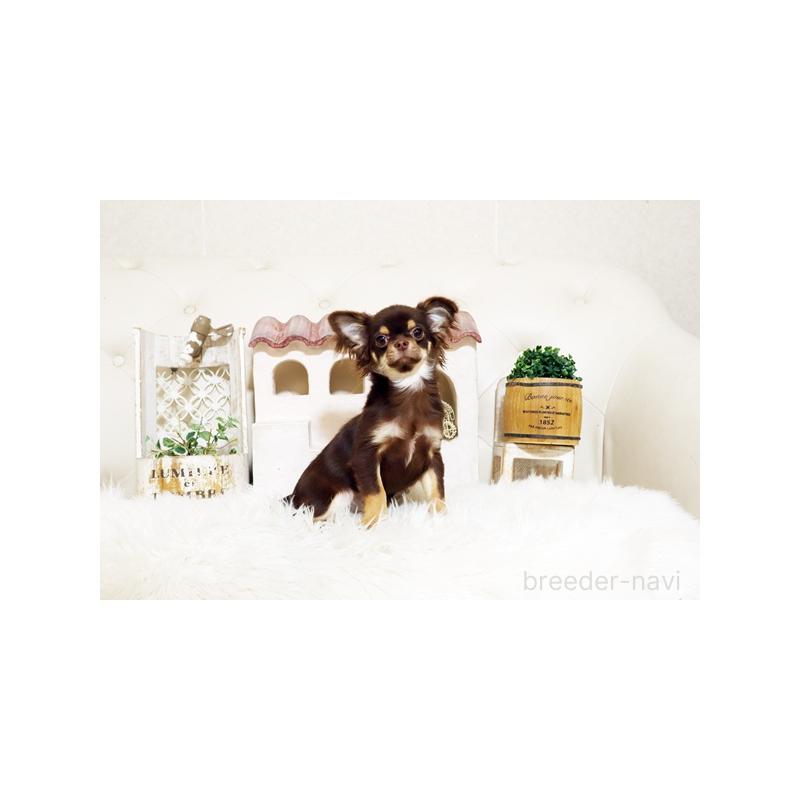 販売中の佐賀県のチワワ(ロングコート)-402947の5枚目