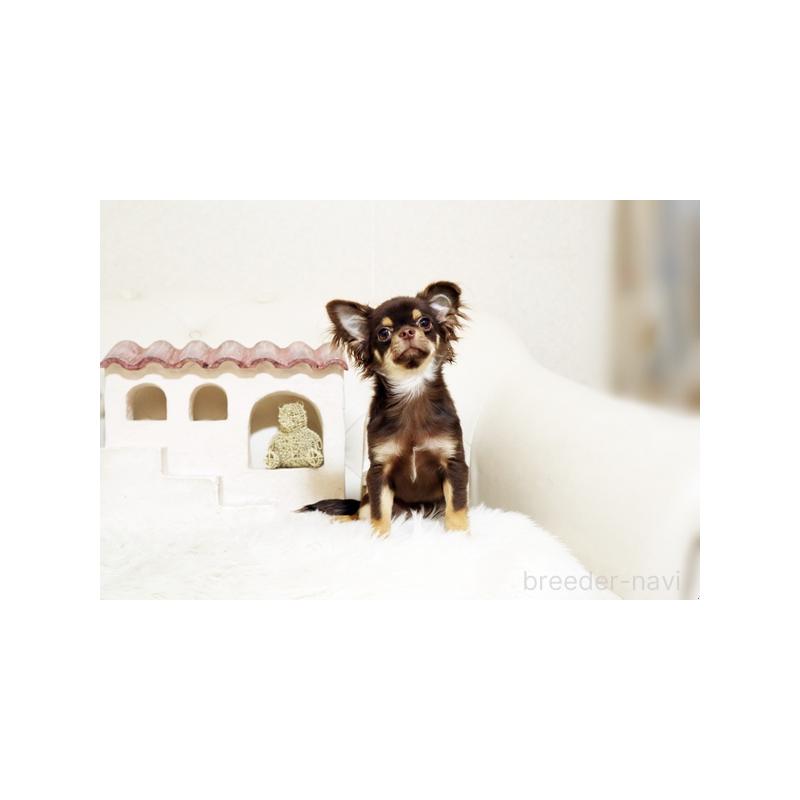 販売中の佐賀県のチワワ(ロングコート)-402947の4枚目