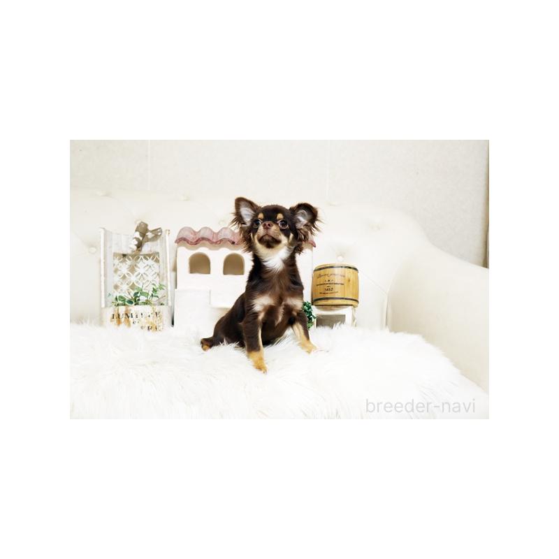 販売中の佐賀県のチワワ(ロングコート)-402947の3枚目