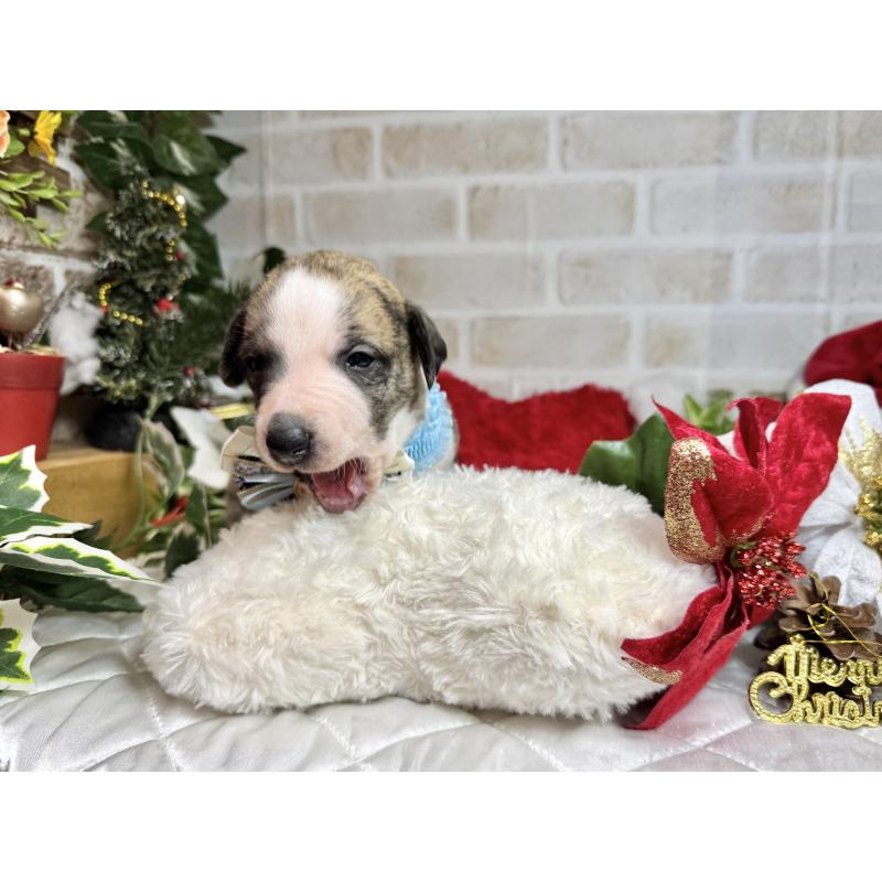 成約済の愛知県のウィペット-426397の13枚目