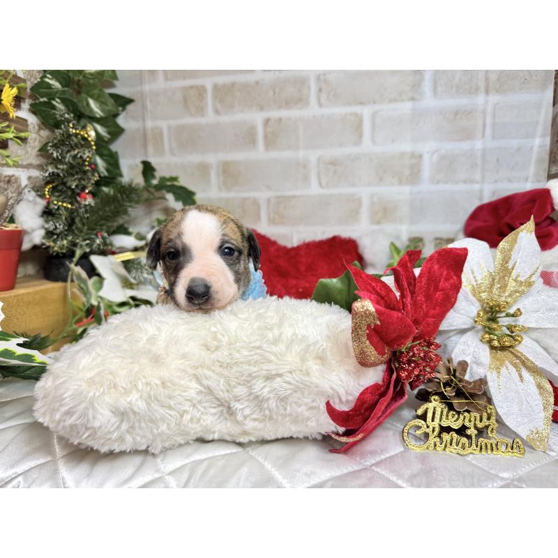 成約済の愛知県のウィペット-426397の12枚目