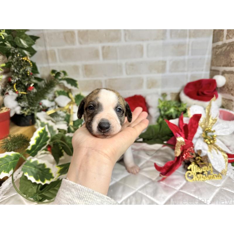 成約済の愛知県のウィペット-426397の11枚目