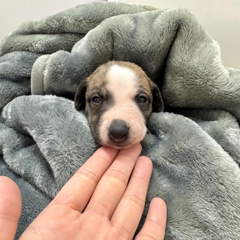 成約済の愛知県のウィペット-426397の10枚目