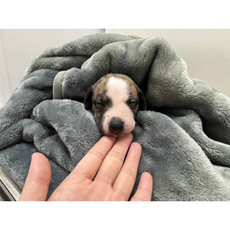 成約済の愛知県のウィペット-426397の9枚目