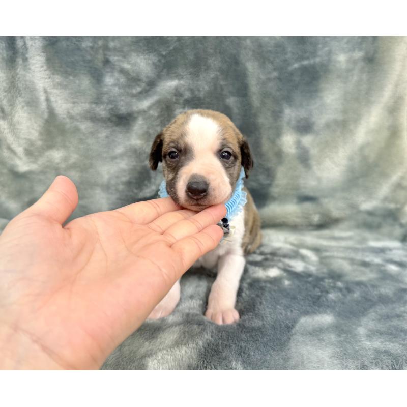 成約済の愛知県のウィペット-426397の8枚目