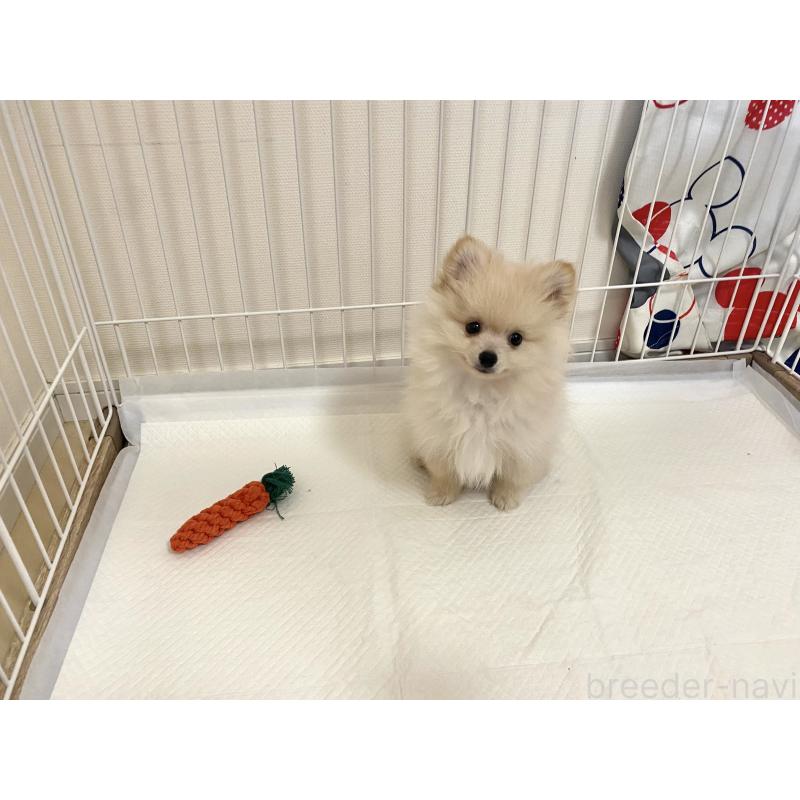 成約済の佐賀県のポメラニアン-422244の5枚目