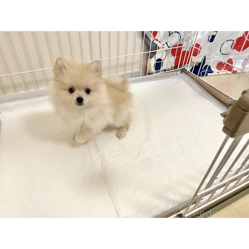 成約済の佐賀県のポメラニアン-422244の4枚目