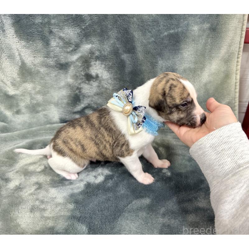 成約済の愛知県のウィペット-426397の6枚目