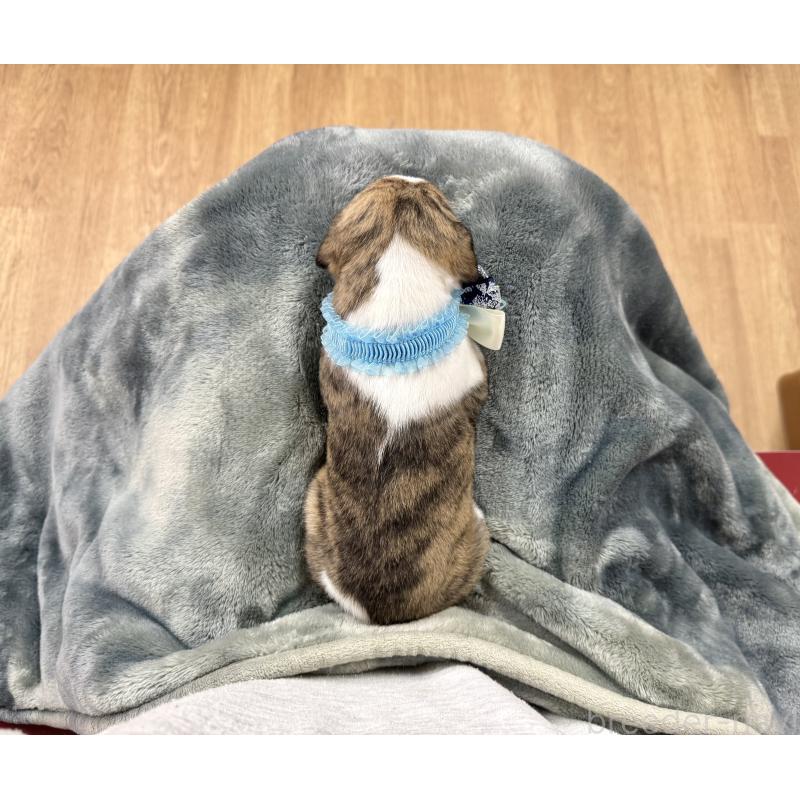 成約済の愛知県のウィペット-426397の4枚目