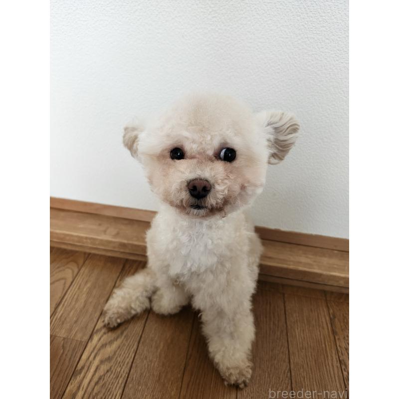 販売中の北海道のティーカッププードル-385837の3枚目