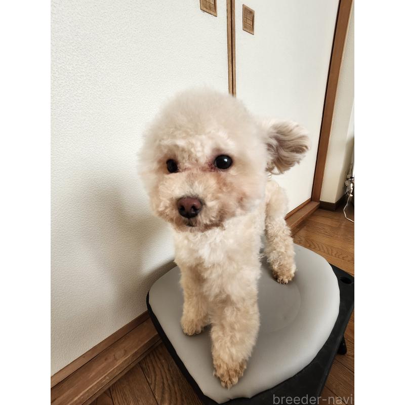 販売中の北海道のティーカッププードル-385837の2枚目