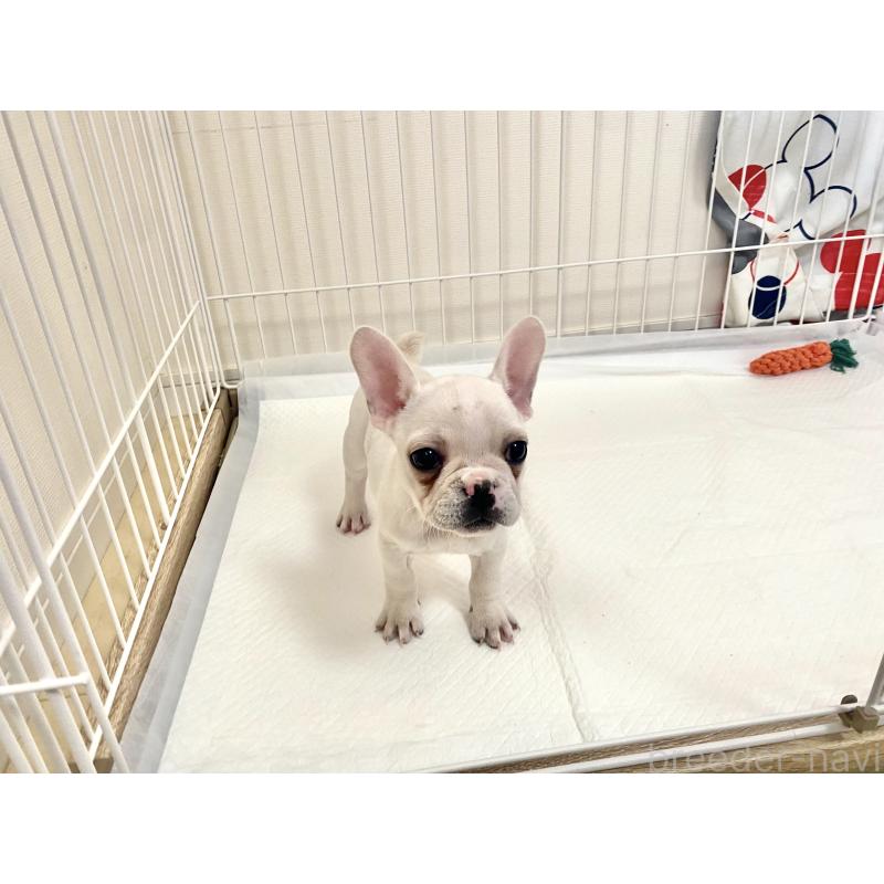 成約済の佐賀県のフレンチブルドッグ-427194の4枚目