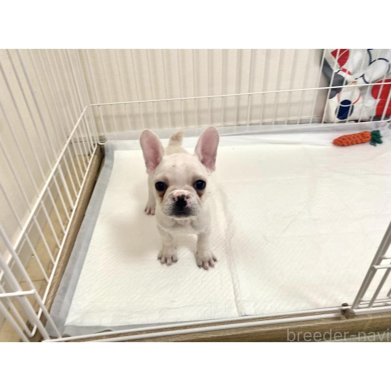成約済の佐賀県のフレンチブルドッグ-427194の3枚目