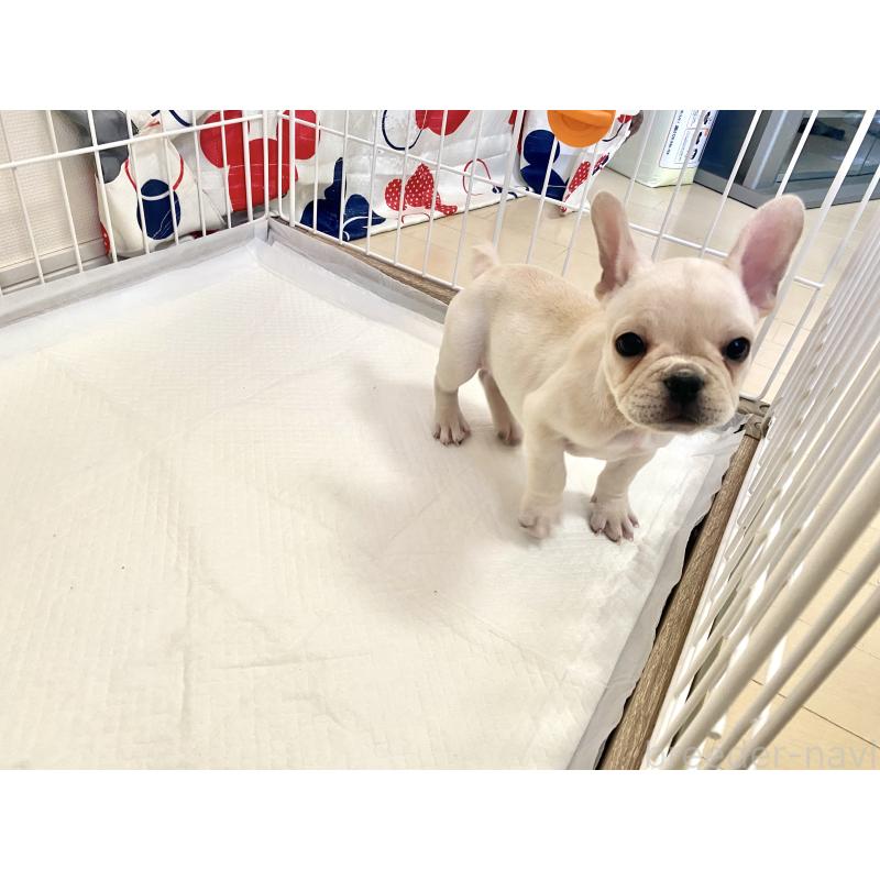 成約済の佐賀県のフレンチブルドッグ-427194の2枚目