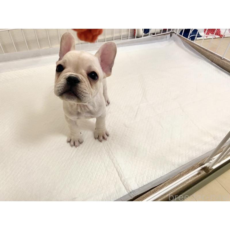 販売中の佐賀県のフレンチブルドッグ-422260の6枚目