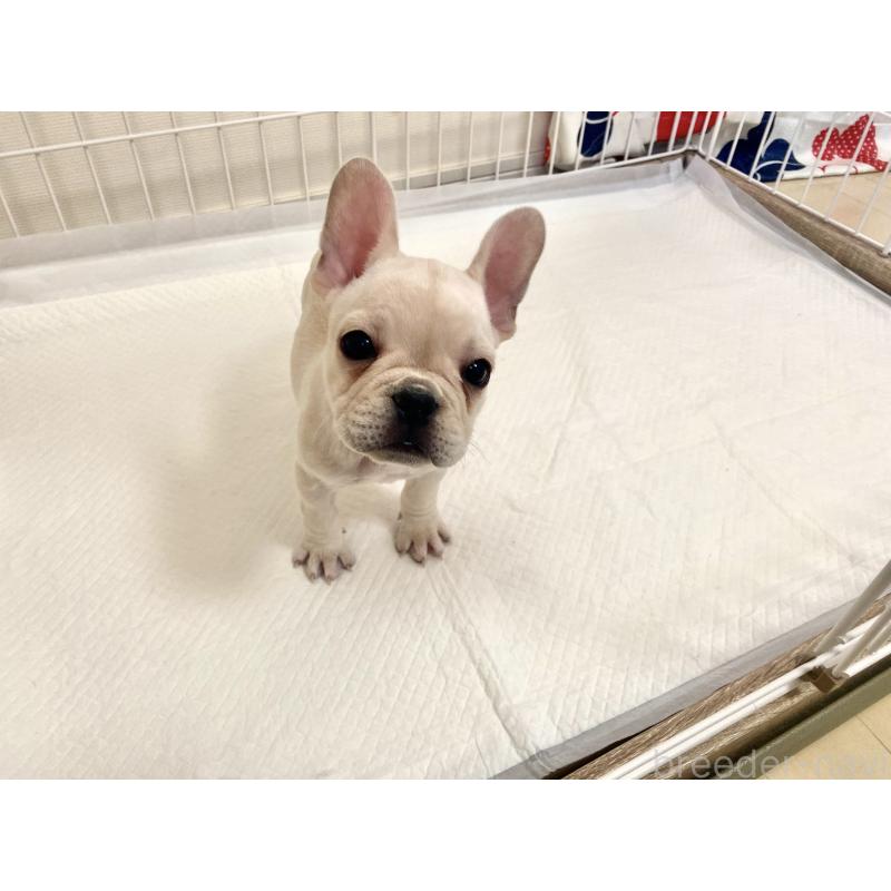 販売中の佐賀県のフレンチブルドッグ-422260の5枚目