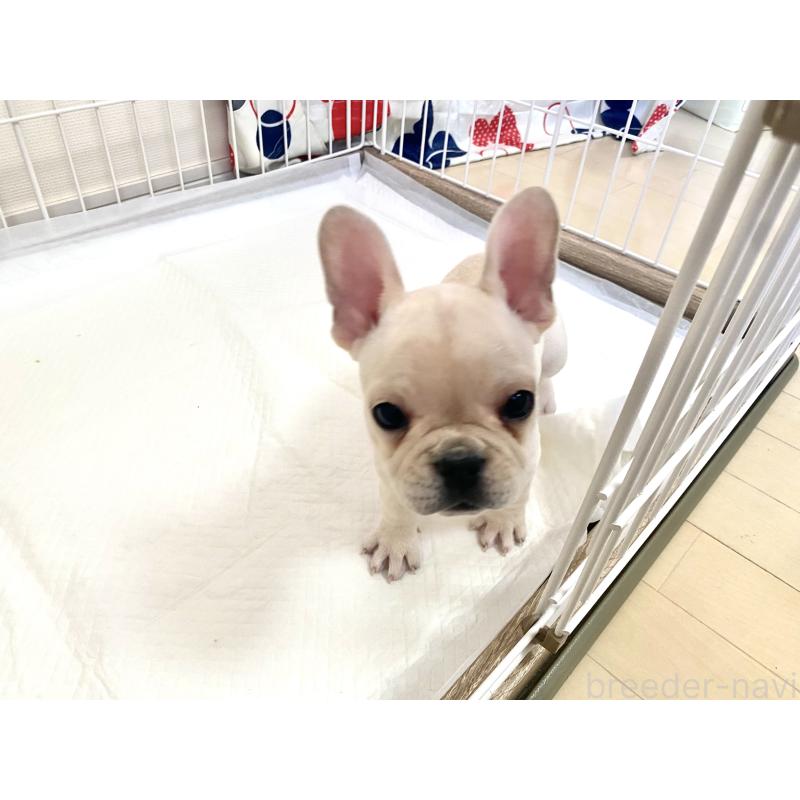販売中の佐賀県のフレンチブルドッグ-422260の4枚目