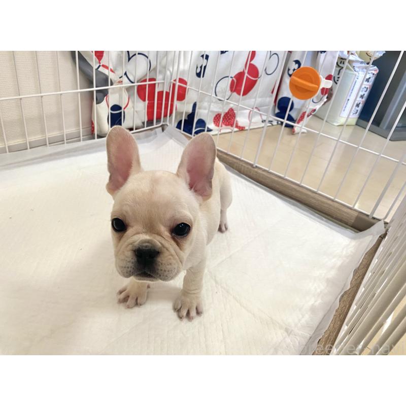販売中の佐賀県のフレンチブルドッグ-422260の3枚目
