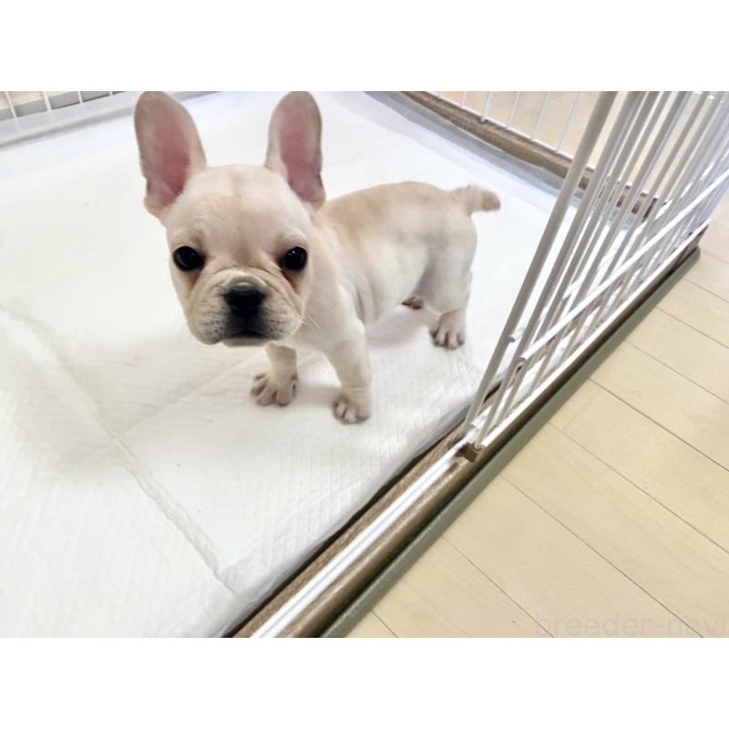 販売中の佐賀県のフレンチブルドッグ-422260の2枚目