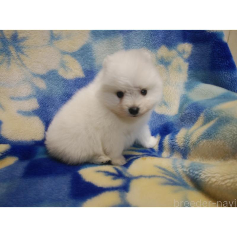 販売中の千葉県の日本スピッツ-427500の5枚目