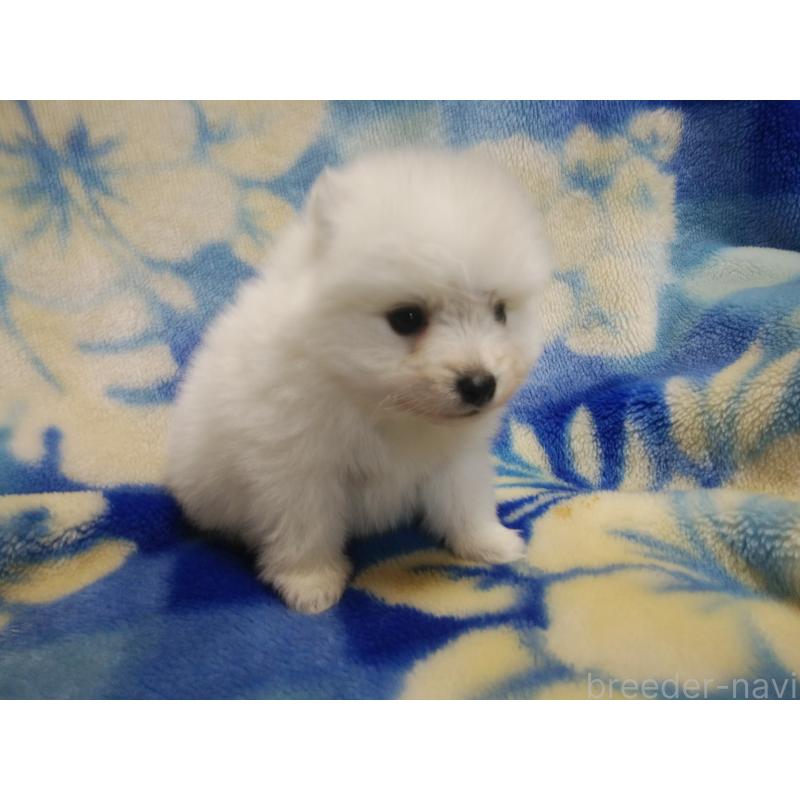 販売中の千葉県の日本スピッツ-427500の4枚目