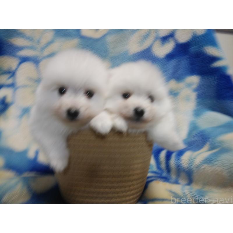 販売中の千葉県の日本スピッツ-427499の6枚目