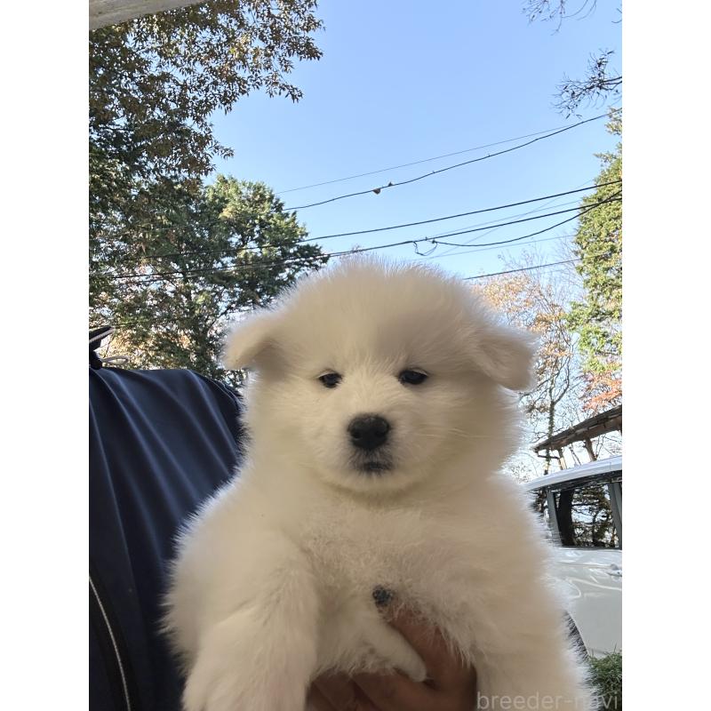 販売中の栃木県のサモエド-426325の2枚目