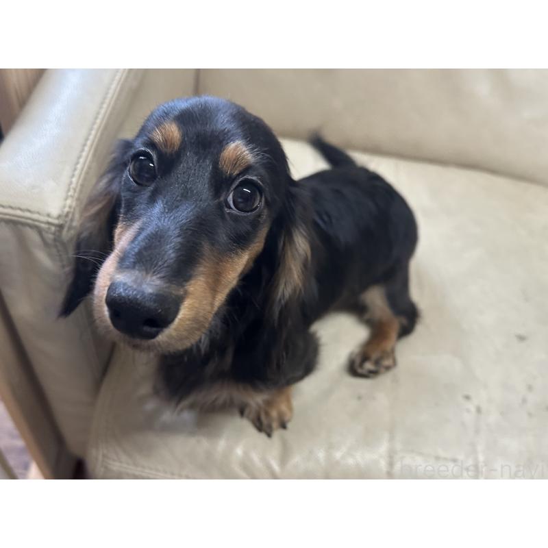 販売中の北海道のミニチュアダックスフンド(ロングヘアード)-400687の7枚目