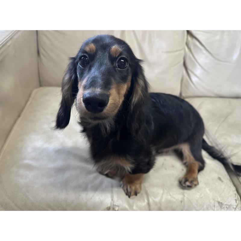 販売中の北海道のミニチュアダックスフンド(ロングヘアード)-400687の6枚目