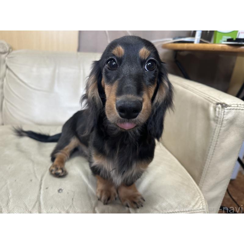 販売中の北海道のミニチュアダックスフンド(ロングヘアード)-400687の5枚目