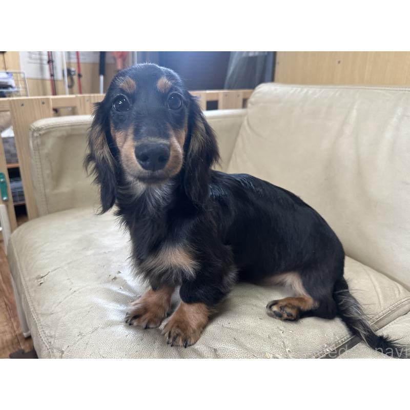 販売中の北海道のミニチュアダックスフンド(ロングヘアード)-400687の4枚目