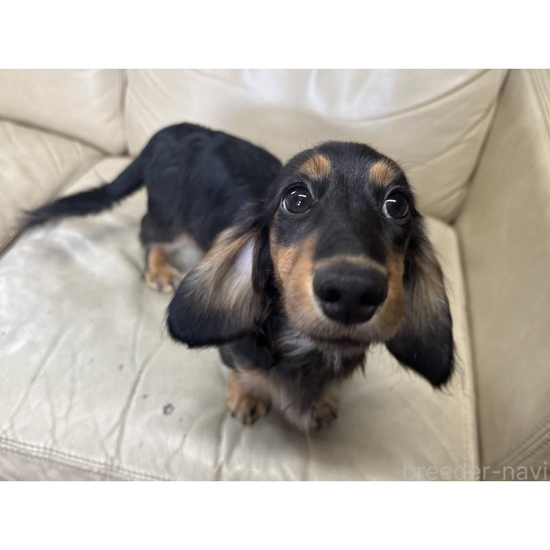 販売中の北海道のミニチュアダックスフンド(ロングヘアード)-400687の3枚目