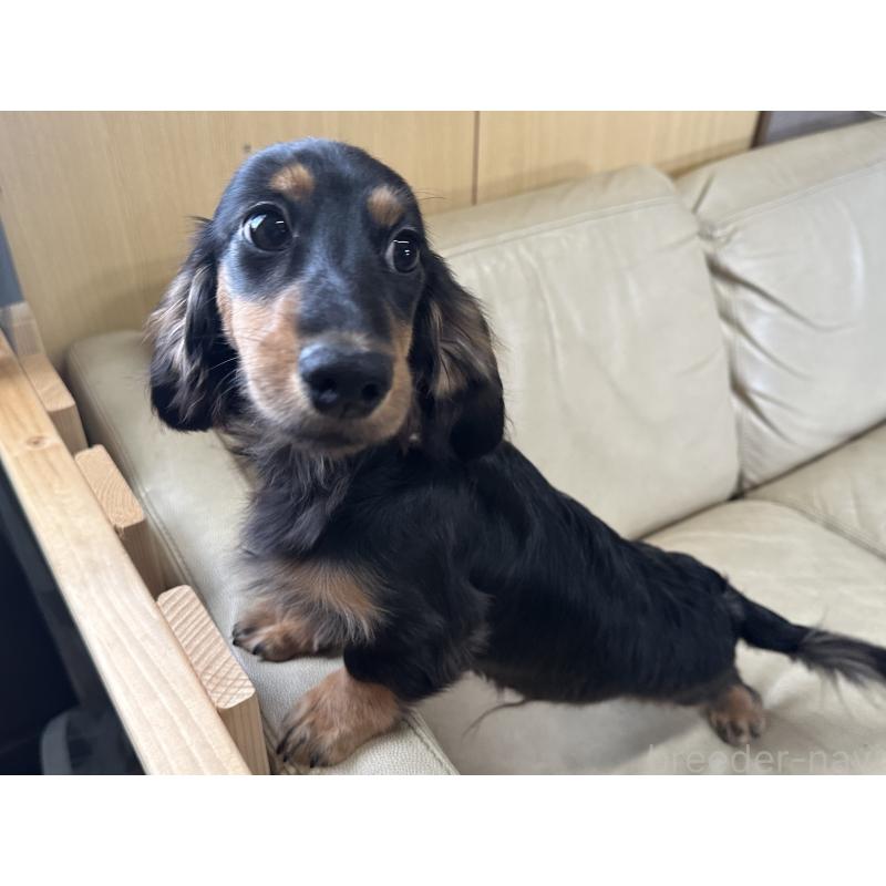 販売中の北海道のミニチュアダックスフンド(ロングヘアード)-400687の2枚目