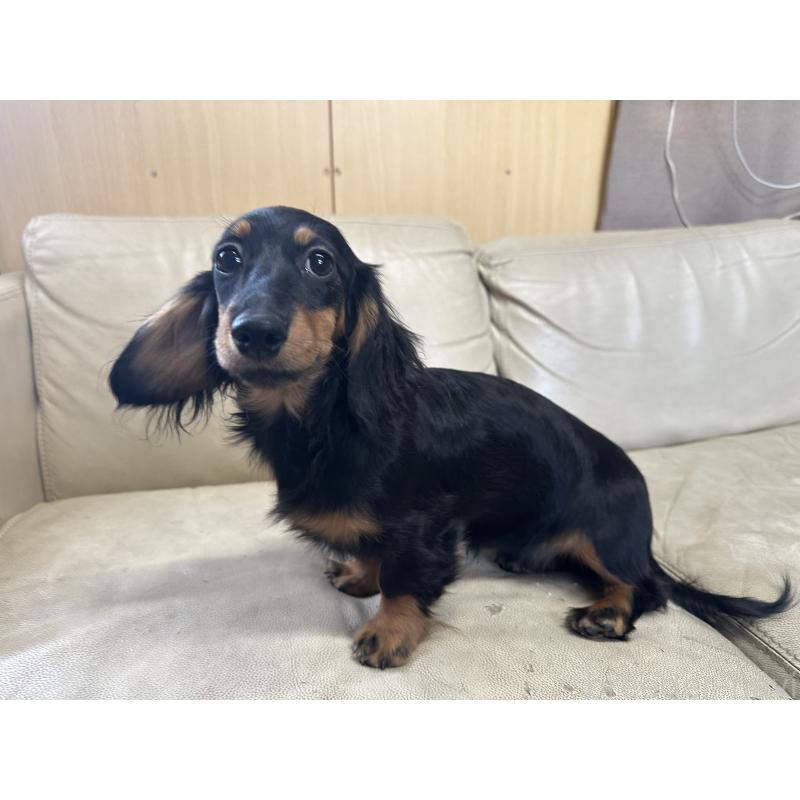 販売中の北海道のミニチュアダックスフンド(ロングヘアード)-400694の7枚目