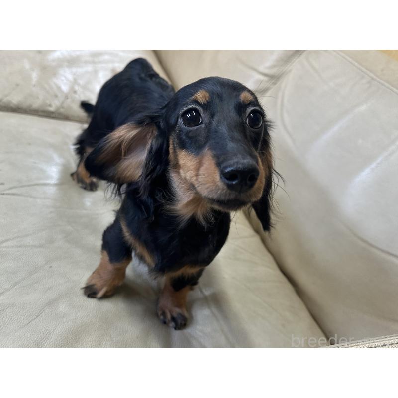 販売中の北海道のミニチュアダックスフンド(ロングヘアード)-400694の6枚目