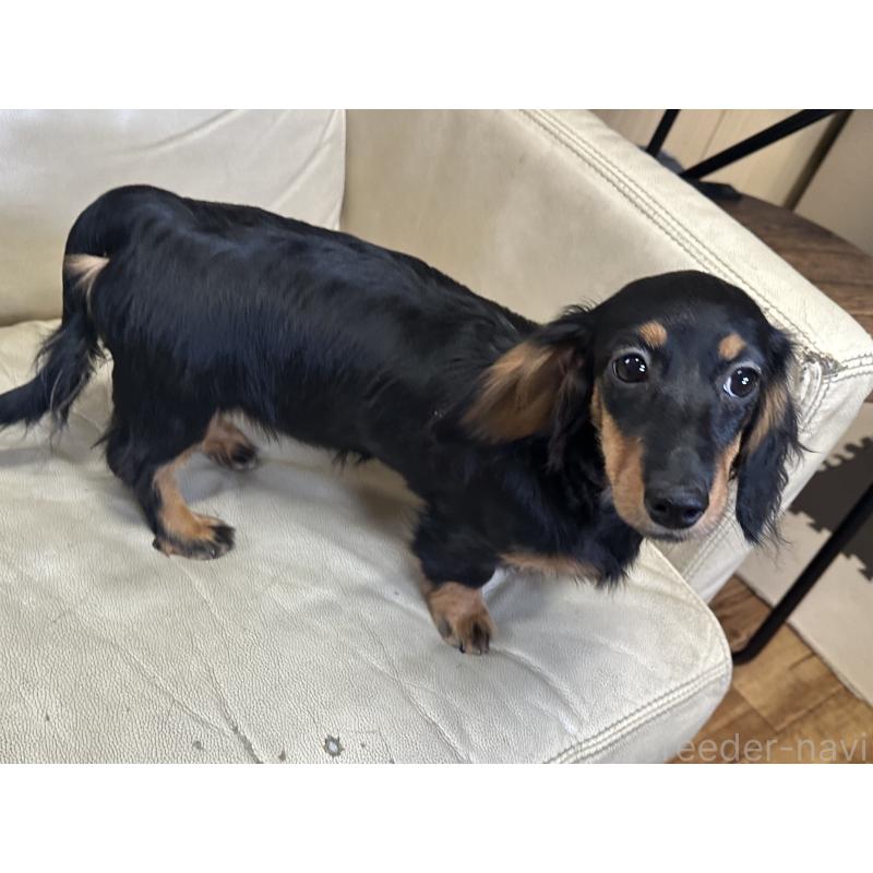 販売中の北海道のミニチュアダックスフンド(ロングヘアード)-400694の5枚目
