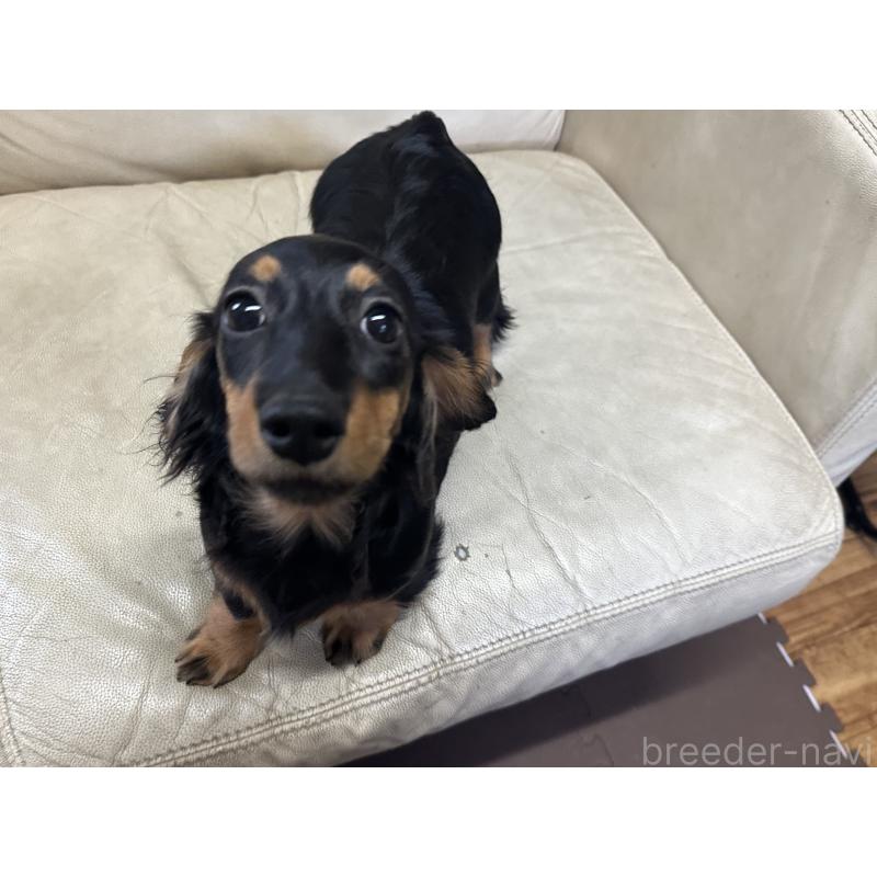 販売中の北海道のミニチュアダックスフンド(ロングヘアード)-400694の4枚目