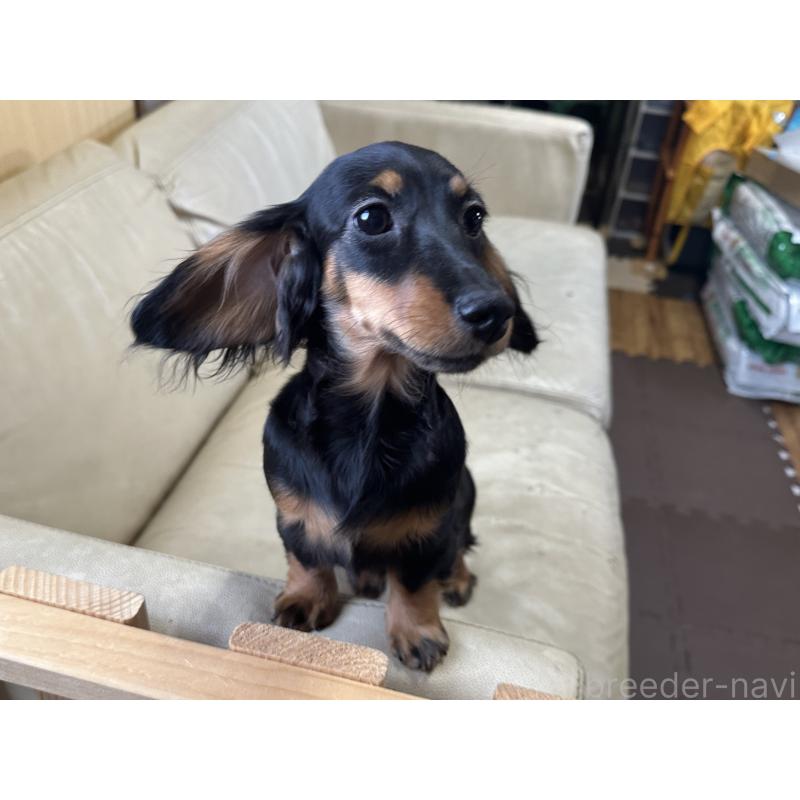販売中の北海道のミニチュアダックスフンド(ロングヘアード)-400694の3枚目