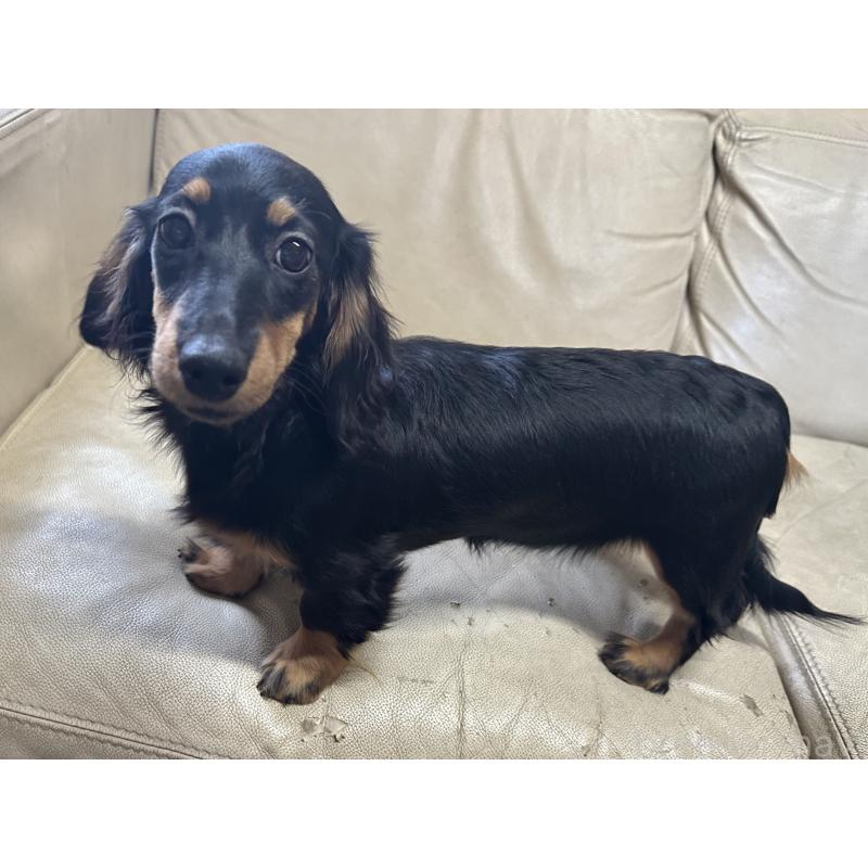 販売中の北海道のミニチュアダックスフンド(ロングヘアード)-400694の2枚目