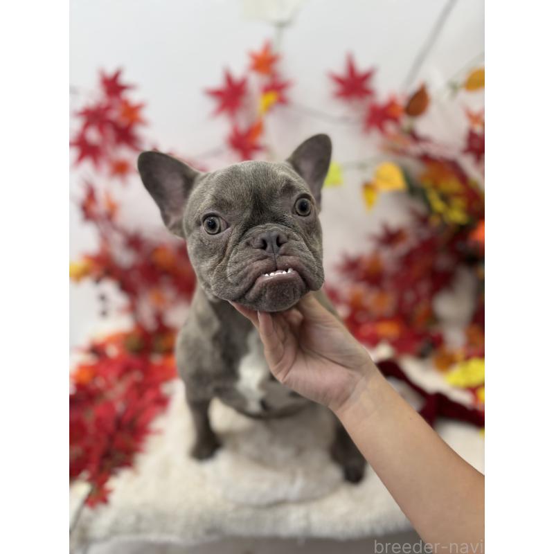 販売中の千葉県のフレンチブルドッグ-379134の2枚目