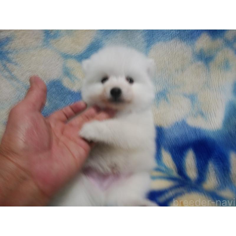 販売中の千葉県の日本スピッツ-427499の5枚目