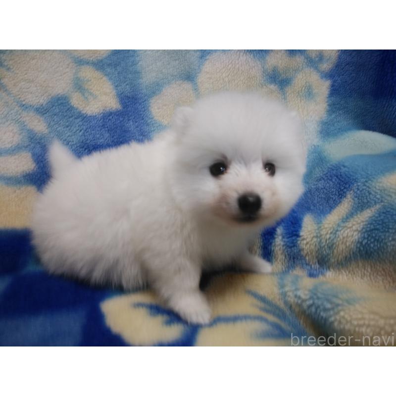 販売中の千葉県の日本スピッツ-427499の4枚目