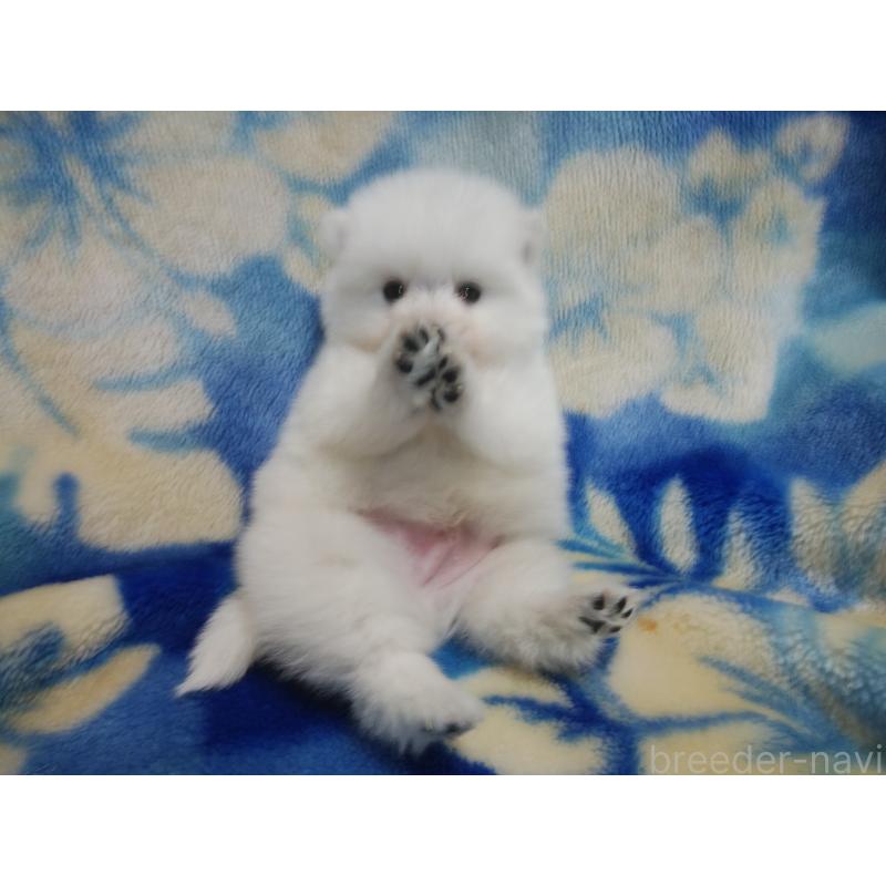 販売中の千葉県の日本スピッツ-427499の2枚目