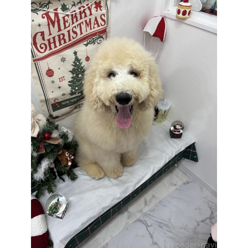 商談中の千葉県のスタンダードプードル-411069の2枚目