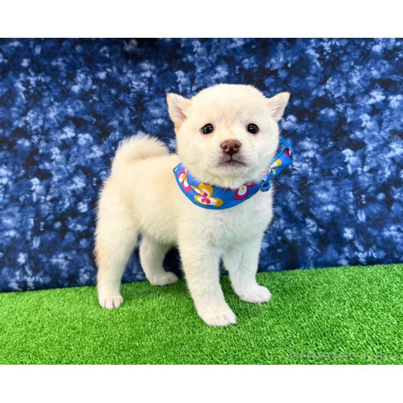 販売中の神奈川県の豆柴-429603の4枚目