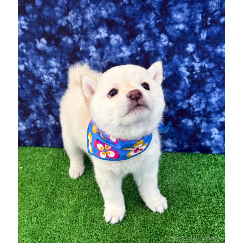 販売中の神奈川県の豆柴-429603の3枚目